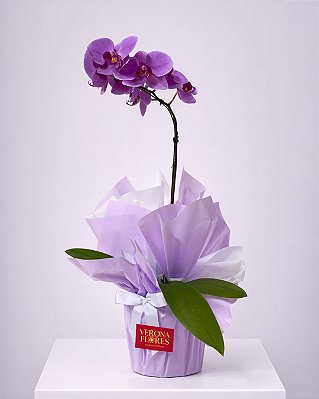 Orquídea Lilás Encanto