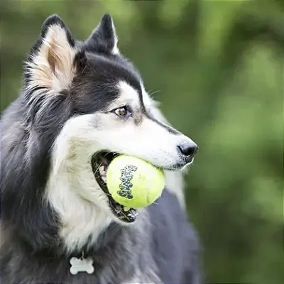 Bola Kong Squeakair Tennis Ball Medium