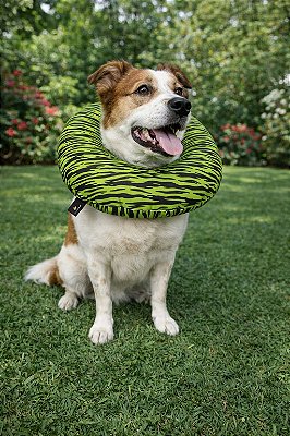 Colar Elizabetano Ajustavel e confortavel Verde Neon