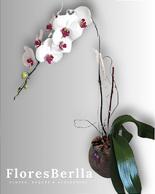 Orquídea branca e rosa.