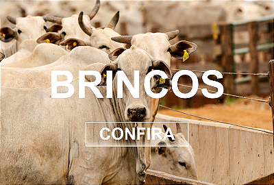 Brincos