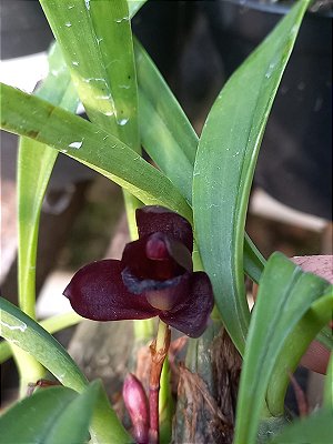 Maxillaria schunkeana