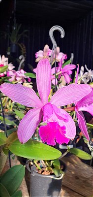 Cattleya intermedia venosa