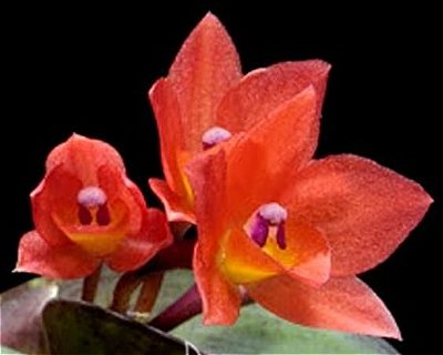 Sophronitis Alagoensis