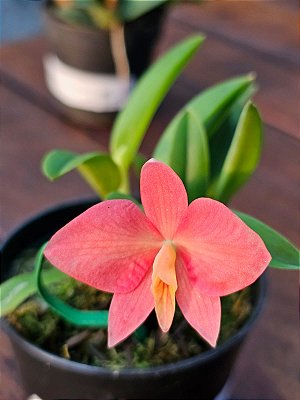 Sophronitis Coccinea X Sophronitis Wittigiana