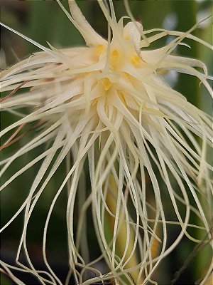Bulbophyllum Medusae Alba
