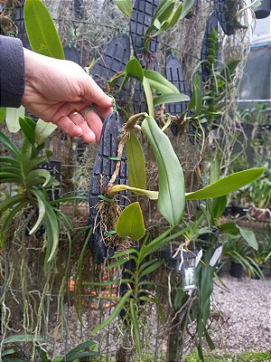 Bulbophyllum Lobby