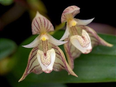 Bulbophyllum Ambrosia