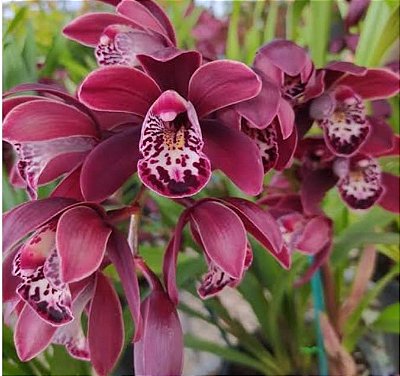 Cymbidium Kiwi Baron