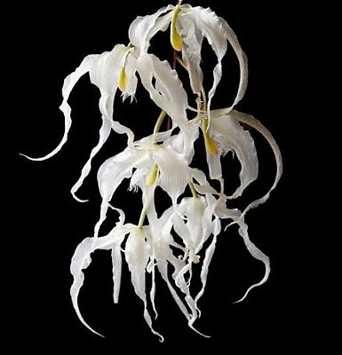 Paphinia herrerae var. alba