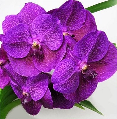 V. Somsri Pink X Dr. Anek X Kamsem's Delight, Nº252