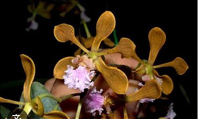 Encyclia bragancae