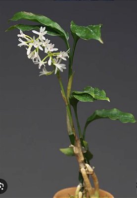 Oeceoclades ugandae