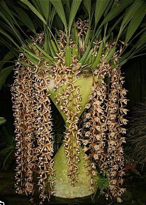 Coelogyne dayana