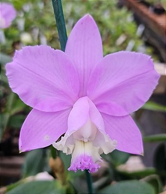 Cattleya Loddigesii