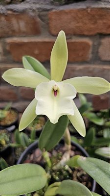 Rhyncholaelia glauca