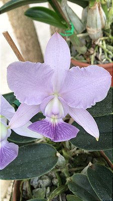 Cattleya Walkeriana Coerulea