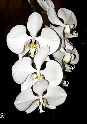 Phalaenopsis amabilis