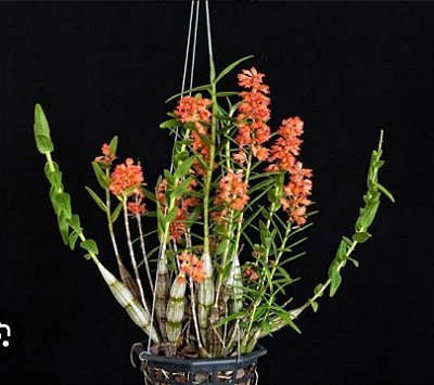 Dendrobium faciferum