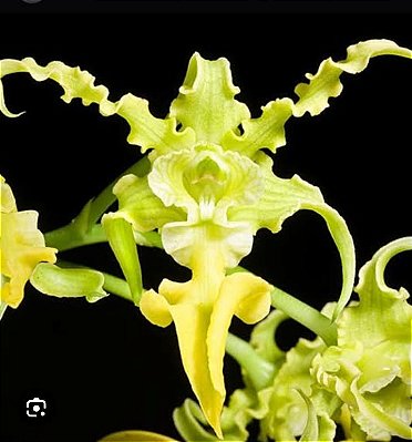 Dendrobium spectabile var. aureum