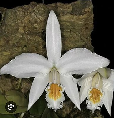 Laelia jongheana alba