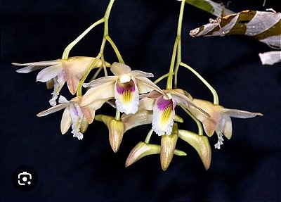 Dendrobium platygastrium