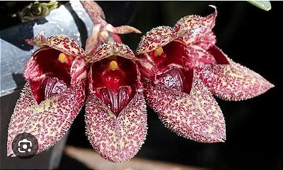 Bulbophyllum frostii