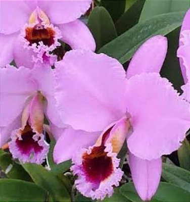 Cattleya Percivaliana "Thiago"
