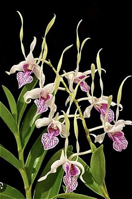 Dendrobium stratiotes