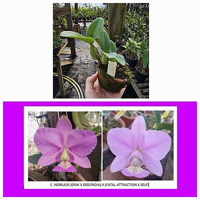 C. Nobilior (Drw X Redondia) X (Fatal Attraction X Self)