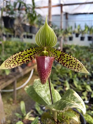 Curso de Phapiopedilum
