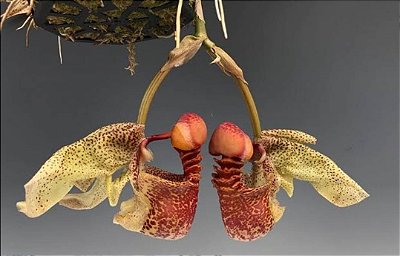 Coryanthes macrantha