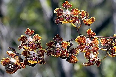 Trichocentrum undulatum