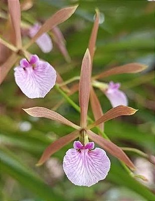 Encyclia bractescens