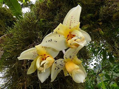 Stanhopea impressa