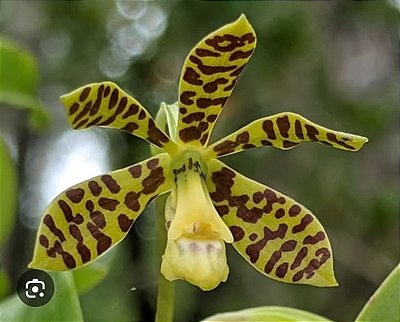 Prostechea boothiana