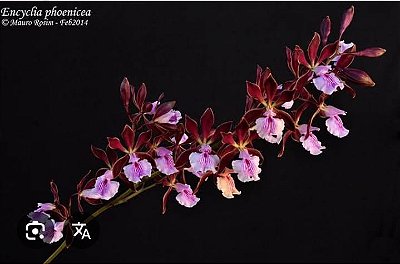 Encyclia phoenicea