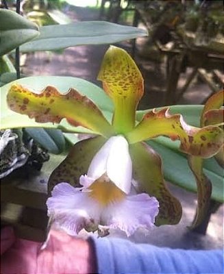 Cattleya schilleriana coerulescens x self