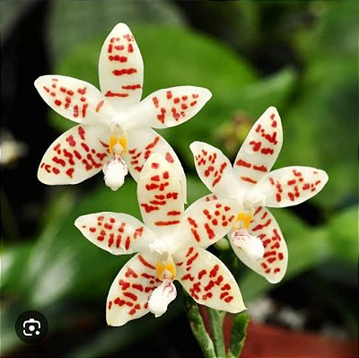 Phalaenopsis zebrina