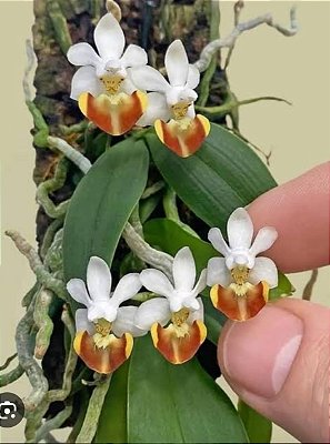 Phalaenopsis lobbii
