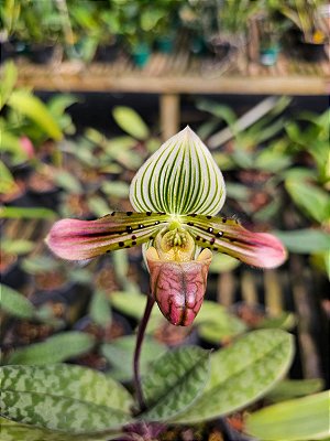 Paphiopedilum venustum
