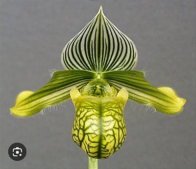 Paphiopedilum venustum albo