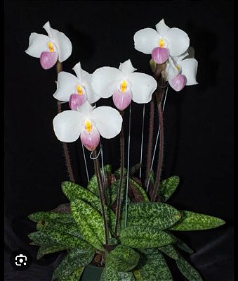 Paphiopedilum delenati