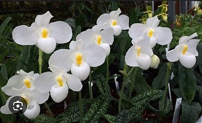 Paphiopedilum delenati var. albo
