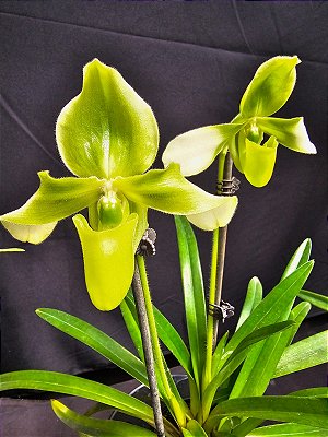 Paphiopedilum hirsutissimum var esquirolei alba