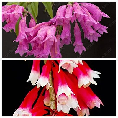 Dendrobium lawesii (pink x bicolor)