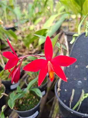 Sophronitis mantiqueirae x Laelia Milleri