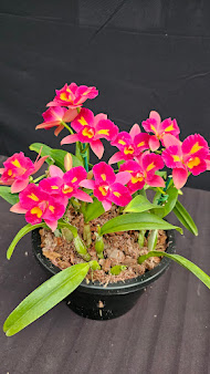 Mini Cattleya Pasa Bambina #8