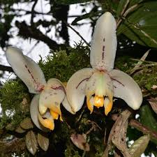 Stanhopea tricornis