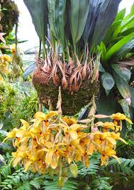 Sanhopea wardii